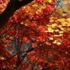 香山红叶什么时间最红 10月~11月份最佳观赏时间