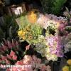 西安花卉市场哪个最大 朱雀花卉市场排第一(西安花卉市场地址列表)
